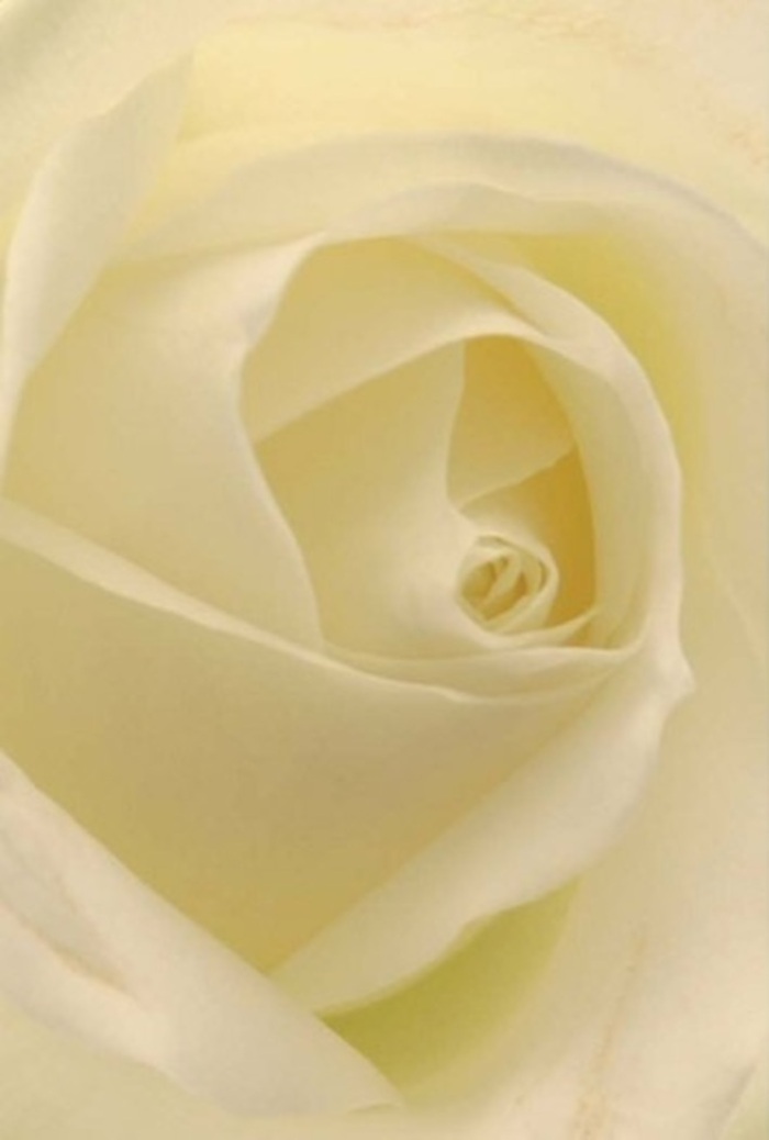 Draw closer to this exquisitely layered white rose and discover its tranquil sophistication-a bloom that seems to channel the serene spirit of Spitalfields' Sunday mornings. Petals in harmonious shades of white and cream fold together in a seamless spiral, echoing the soft light and muted tones of pavements beside Christ Church. The rose's flawless centre conjures the feeling of purity and quiet confidence, while outer petals radiate a barely-there translucence that captures the ephemeral beauty of fleeting moments. As a florist in Spitalfields, I see in this arrangement a versatile offering-ideal for a heartfelt apology, a romantic gesture on a Wilkes Street doorstep, or as an elegant table centrepiece for life's cherished rituals. Gentle hints of shadow and subtle fragrance suggest a calm resilience, transforming this rose into an everlasting expression of grace. Every arrangement prepared locally at Flower Delivery Spitalfields is crafted with an eye for such nuance, ensuring that each bouquet delivered throughout Spitalfields and its bustling lanes carries an unmistakable sense of care and timeless refinement.